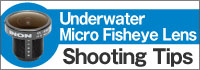 Underwater Micro Fisheye Lens Shooting Tips