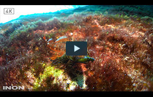 INON Underwater Micro Fisheye Lens UFL-M150 ZM80 [Features]